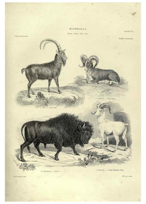 Reproducción/Reproduction 6053334400: Illustrations of zoology Glasgow,John Joseph Griffin and Co.,;1851