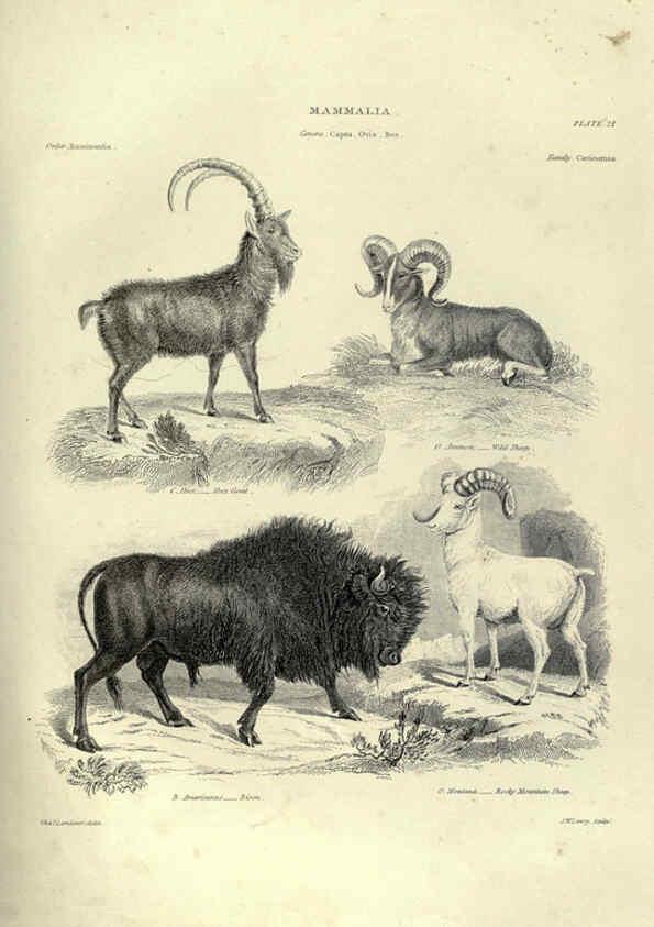Reproducción/Reproduction 6053334400: Illustrations of zoology Glasgow,John Joseph Griffin and Co.,;1851