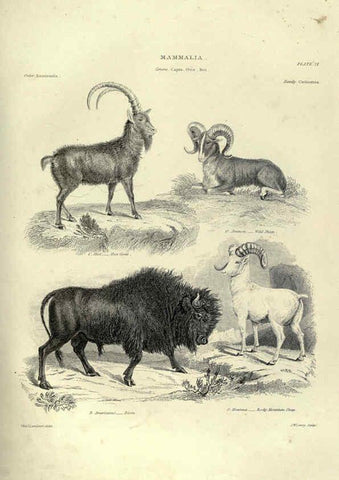 Reproducción/Reproduction 6053334400: Illustrations of zoology Glasgow,John Joseph Griffin and Co.,;1851