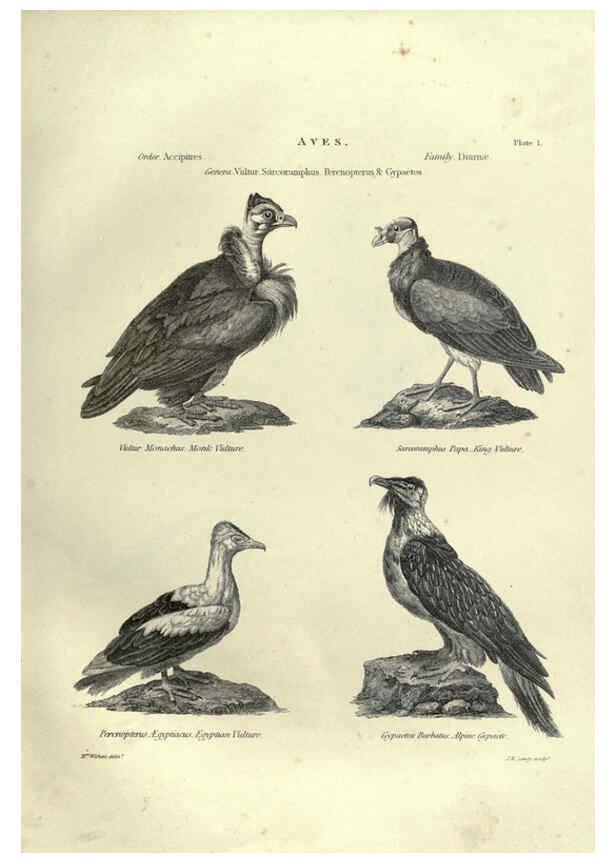 Reproducción/Reproduction 6053334912: Illustrations of zoology Glasgow,John Joseph Griffin and Co.,;1851