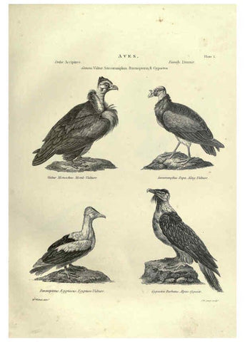 Reproducción/Reproduction 6053334912: Illustrations of zoology Glasgow,John Joseph Griffin and Co.,;1851
