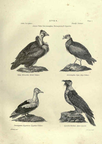 Reproducción/Reproduction 6053334912: Illustrations of zoology Glasgow,John Joseph Griffin and Co.,;1851