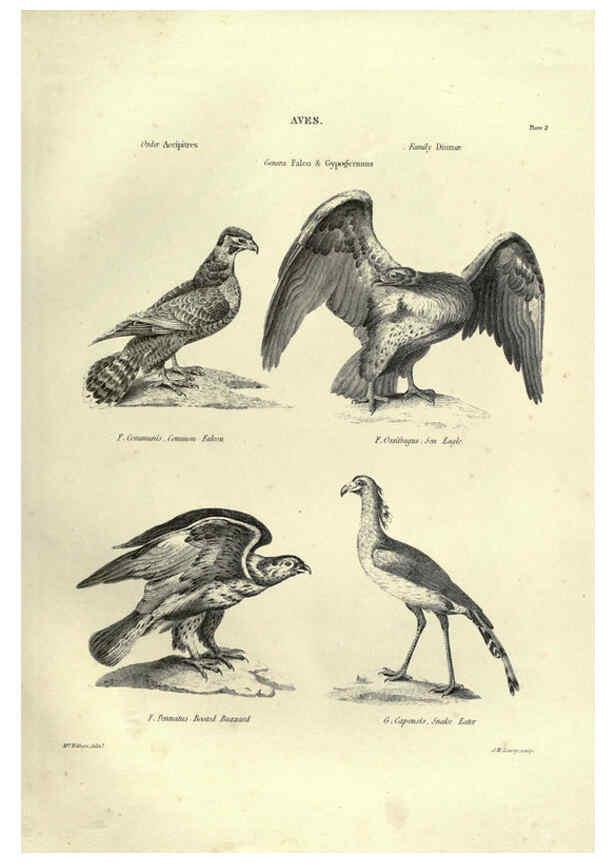 Reproducción/Reproduction 6053335150: Illustrations of zoology Glasgow,John Joseph Griffin and Co.,;1851