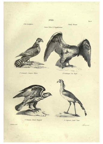 Reproducción/Reproduction 6053335150: Illustrations of zoology Glasgow,John Joseph Griffin and Co.,;1851