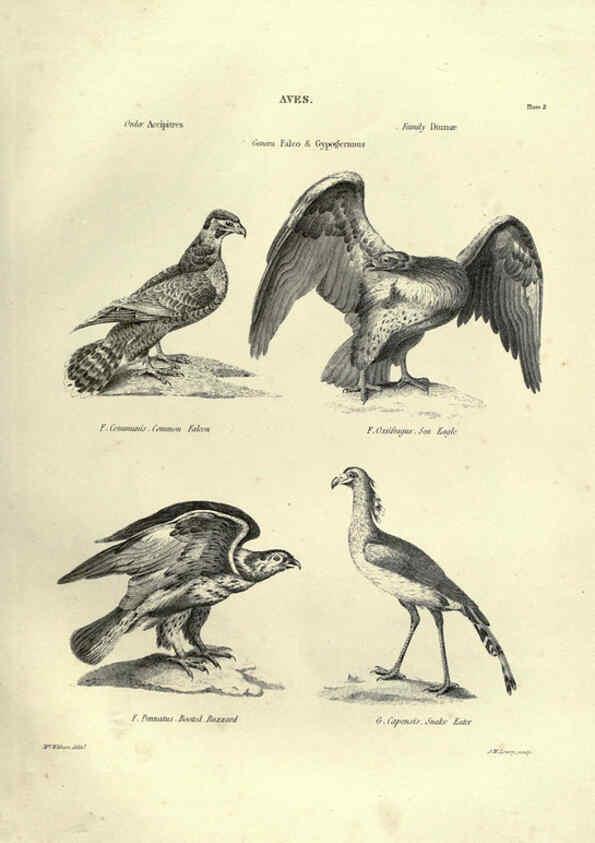 Reproducción/Reproduction 6053335150: Illustrations of zoology Glasgow,John Joseph Griffin and Co.,;1851