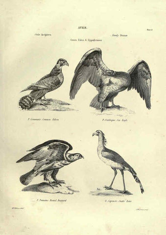 Reproducción/Reproduction 6053335150: Illustrations of zoology Glasgow,John Joseph Griffin and Co.,;1851