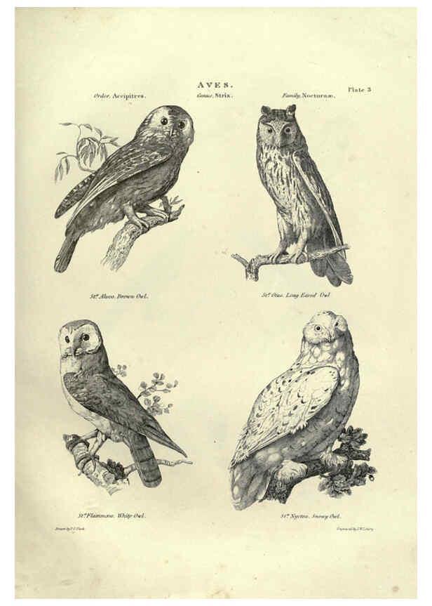 Reproducción/Reproduction 6052785449: Illustrations of zoology Glasgow,John Joseph Griffin and Co.,;1851