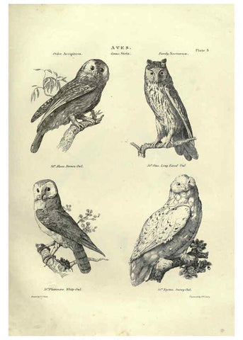 Reproducción/Reproduction 6052785449: Illustrations of zoology Glasgow,John Joseph Griffin and Co.,;1851