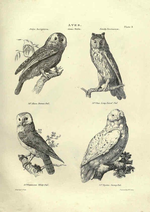 Reproducción/Reproduction 6052785449: Illustrations of zoology Glasgow,John Joseph Griffin and Co.,;1851