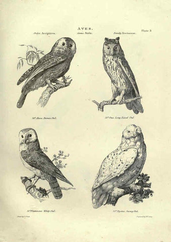 Reproducción/Reproduction 6052785449: Illustrations of zoology Glasgow,John Joseph Griffin and Co.,;1851
