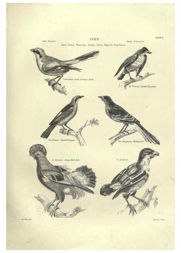 Reproducción/Reproduction 6052785973: Illustrations of zoology Glasgow,John Joseph Griffin and Co.,;1851