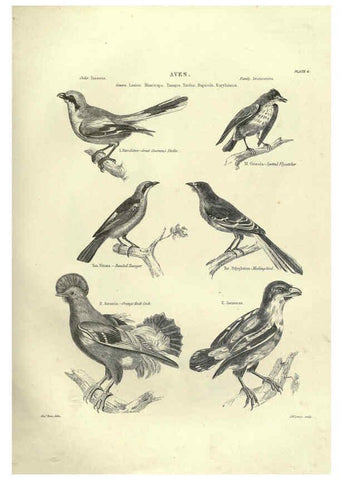 Reproducción/Reproduction 6052785973: Illustrations of zoology Glasgow,John Joseph Griffin and Co.,;1851