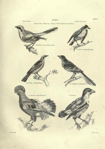 Reproducción/Reproduction 6052785973: Illustrations of zoology Glasgow,John Joseph Griffin and Co.,;1851