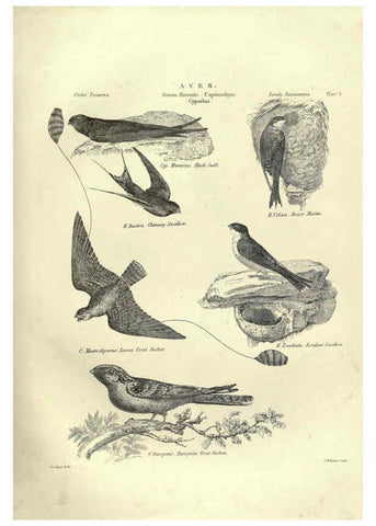 Reproducción/Reproduction 6053336622: Illustrations of zoology Glasgow,John Joseph Griffin and Co.,;1851