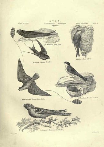 Reproducción/Reproduction 6053336622: Illustrations of zoology Glasgow,John Joseph Griffin and Co.,;1851