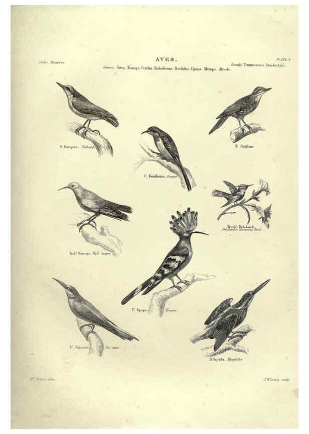 Reproducción/Reproduction 6053336862: Illustrations of zoology Glasgow,John Joseph Griffin and Co.,;1851