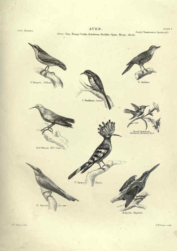 Reproducción/Reproduction 6053336862: Illustrations of zoology Glasgow,John Joseph Griffin and Co.,;1851