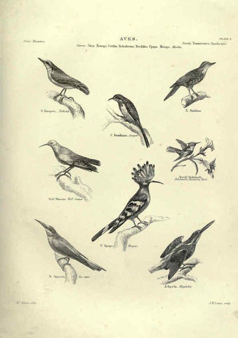 Reproducción/Reproduction 6053336862: Illustrations of zoology Glasgow,John Joseph Griffin and Co.,;1851