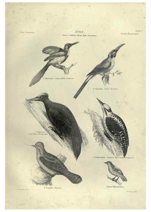 Reproducción/Reproduction 6052787131: Illustrations of zoology Glasgow,John Joseph Griffin and Co.,;1851