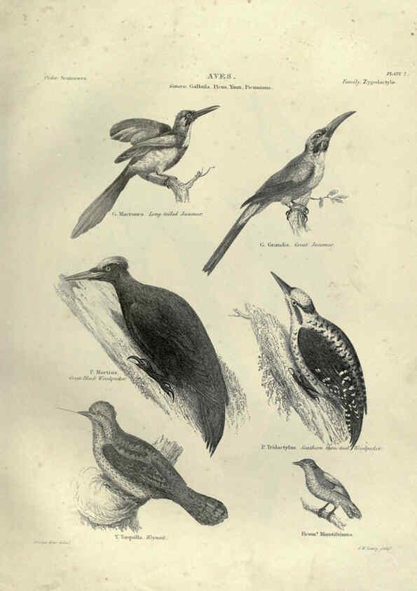 Reproducción/Reproduction 6052787131: Illustrations of zoology Glasgow,John Joseph Griffin and Co.,;1851