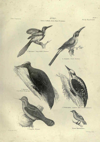 Reproducción/Reproduction 6052787131: Illustrations of zoology Glasgow,John Joseph Griffin and Co.,;1851