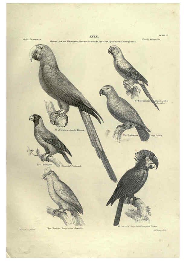 Reproducción/Reproduction 6053337442: Illustrations of zoology Glasgow,John Joseph Griffin and Co.,;1851