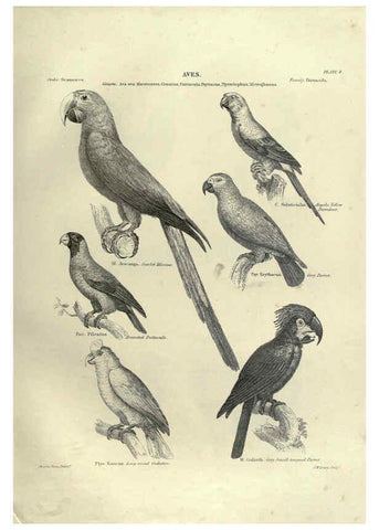 Reproducción/Reproduction 6053337442: Illustrations of zoology Glasgow,John Joseph Griffin and Co.,;1851