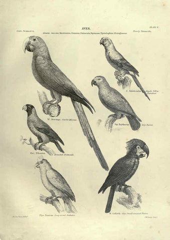 Reproducción/Reproduction 6053337442: Illustrations of zoology Glasgow,John Joseph Griffin and Co.,;1851