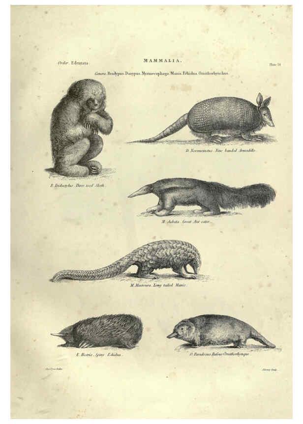 Reproducción/Reproduction 6052782261: Illustrations of zoology Glasgow,John Joseph Griffin and Co.,;1851