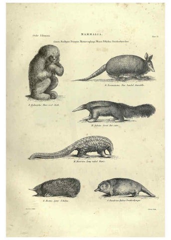 Reproducción/Reproduction 6052782261: Illustrations of zoology Glasgow,John Joseph Griffin and Co.,;1851