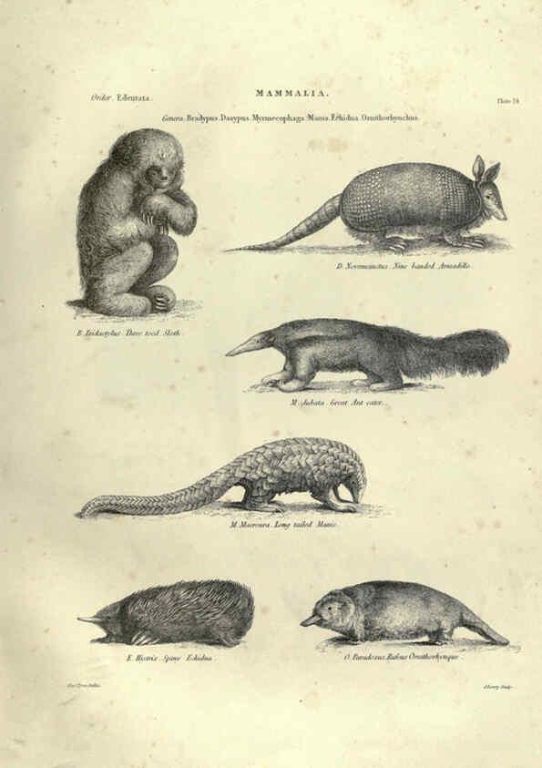 Reproducción/Reproduction 6052782261: Illustrations of zoology Glasgow,John Joseph Griffin and Co.,;1851
