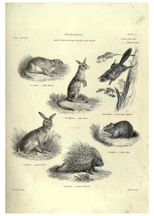 Reproducción/Reproduction 6052781783: Illustrations of zoology Glasgow,John Joseph Griffin and Co.,;1851