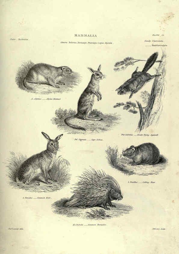 Reproducción/Reproduction 6052781783: Illustrations of zoology Glasgow,John Joseph Griffin and Co.,;1851