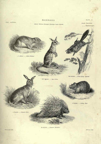 Reproducción/Reproduction 6052781783: Illustrations of zoology Glasgow,John Joseph Griffin and Co.,;1851