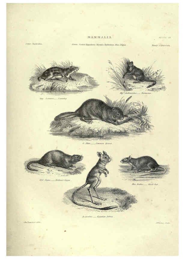 Reproducción/Reproduction 6052781257: Illustrations of zoology Glasgow,John Joseph Griffin and Co.,;1851
