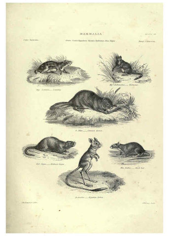 Reproducción/Reproduction 6052781257: Illustrations of zoology Glasgow,John Joseph Griffin and Co.,;1851