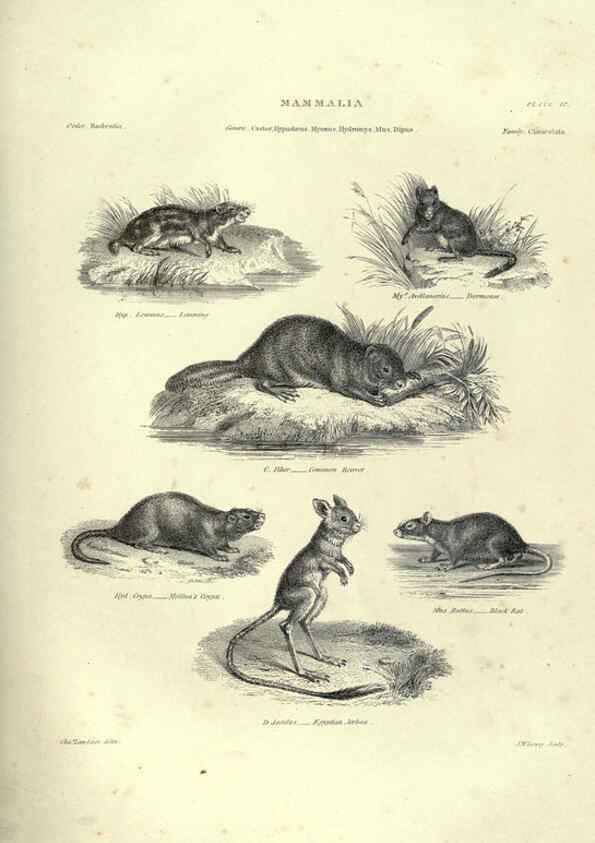 Reproducción/Reproduction 6052781257: Illustrations of zoology Glasgow,John Joseph Griffin and Co.,;1851