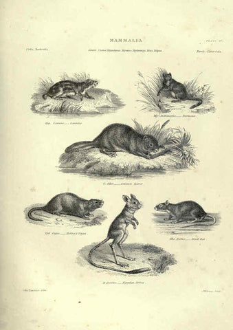 Reproducción/Reproduction 6052781257: Illustrations of zoology Glasgow,John Joseph Griffin and Co.,;1851