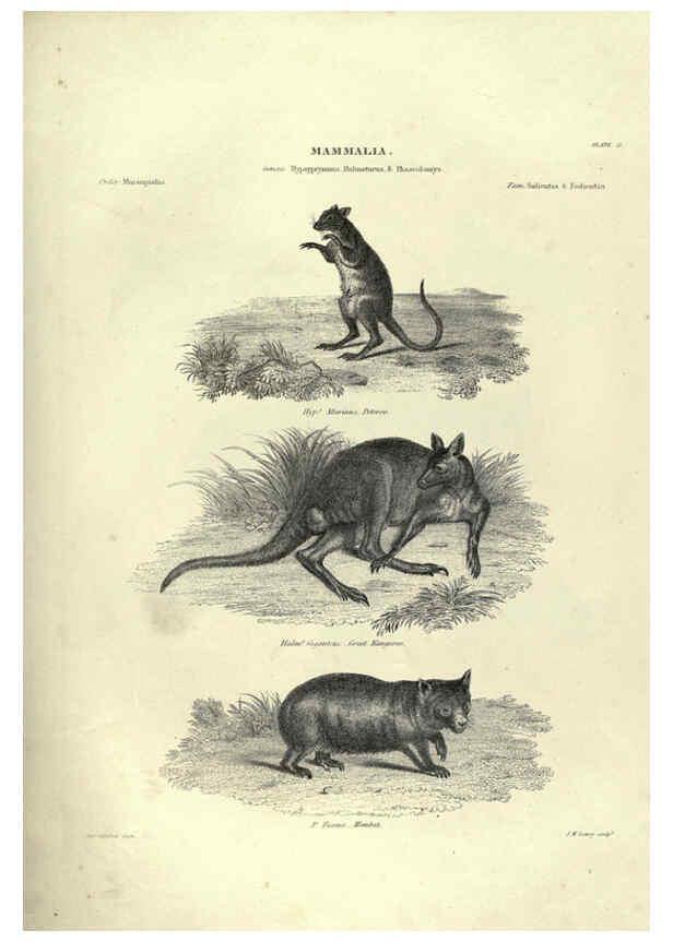 Reproducción/Reproduction 6053331118: Illustrations of zoology Glasgow,John Joseph Griffin and Co.,;1851