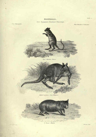 Reproducción/Reproduction 6053331118: Illustrations of zoology Glasgow,John Joseph Griffin and Co.,;1851