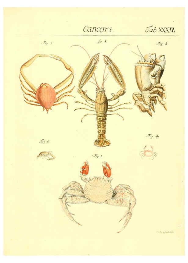 Reproducción/Reproduction 6052654979: Genera insectorum Linnaei et Fabricii iconibus illustrata. c.1 Vitoduri Helvetorum :Prostat apud Henric. Steiner et Socios,MDCCLXXXIX [1789] 