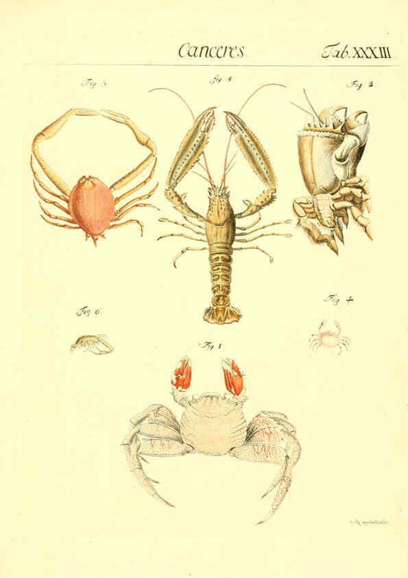 Reproducción/Reproduction 6052654979: Genera insectorum Linnaei et Fabricii iconibus illustrata. c.1 Vitoduri Helvetorum :Prostat apud Henric. Steiner et Socios,MDCCLXXXIX [1789] 