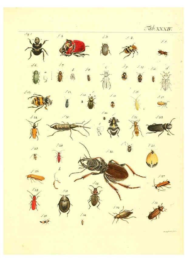 Reproducción/Reproduction 6053206510: Genera insectorum Linnaei et Fabricii iconibus illustrata. c.1 Vitoduri Helvetorum :Prostat apud Henric. Steiner et Socios,MDCCLXXXIX [1789] 