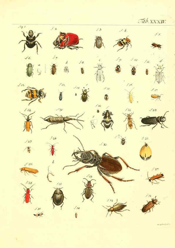 Reproducción/Reproduction 6053206510: Genera insectorum Linnaei et Fabricii iconibus illustrata. c.1 Vitoduri Helvetorum :Prostat apud Henric. Steiner et Socios,MDCCLXXXIX [1789] 