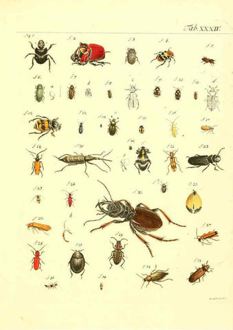 Reproducción/Reproduction 6053206510: Genera insectorum Linnaei et Fabricii iconibus illustrata. c.1 Vitoduri Helvetorum :Prostat apud Henric. Steiner et Socios,MDCCLXXXIX [1789] 