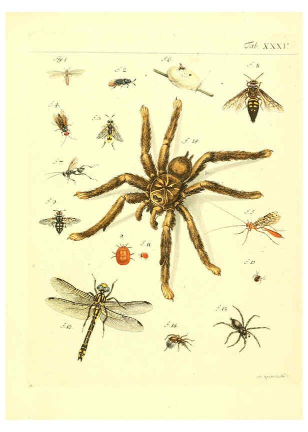 Reproducción/Reproduction 6052655625: Genera insectorum Linnaei et Fabricii iconibus illustrata. c.1 Vitoduri Helvetorum :Prostat apud Henric. Steiner et Socios,MDCCLXXXIX [1789] 