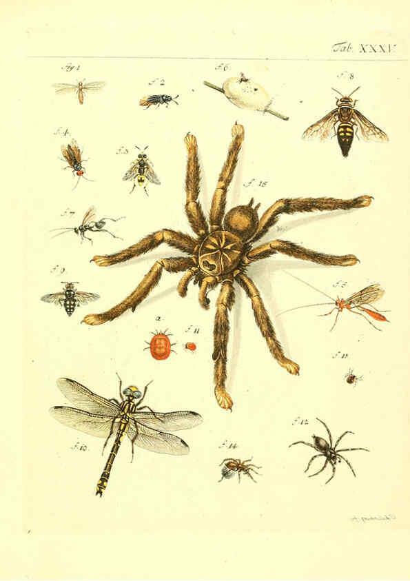 Reproducción/Reproduction 6052655625: Genera insectorum Linnaei et Fabricii iconibus illustrata. c.1 Vitoduri Helvetorum :Prostat apud Henric. Steiner et Socios,MDCCLXXXIX [1789] 