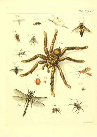 Reproducción/Reproduction 6052655625: Genera insectorum Linnaei et Fabricii iconibus illustrata. c.1 Vitoduri Helvetorum :Prostat apud Henric. Steiner et Socios,MDCCLXXXIX [1789] 