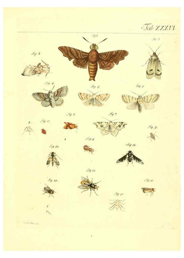 Reproducción/Reproduction 6052656043: Genera insectorum Linnaei et Fabricii iconibus illustrata. c.1 Vitoduri Helvetorum :Prostat apud Henric. Steiner et Socios,MDCCLXXXIX [1789] 