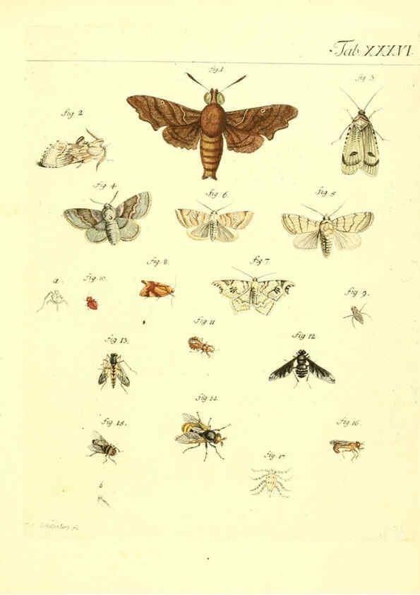 Reproducción/Reproduction 6052656043: Genera insectorum Linnaei et Fabricii iconibus illustrata. c.1 Vitoduri Helvetorum :Prostat apud Henric. Steiner et Socios,MDCCLXXXIX [1789] 